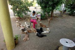 crazypaws-gallery04