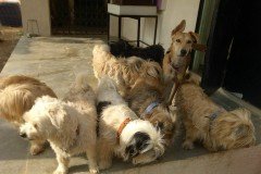 crazypaws-gallery07
