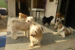 crazypaws-gallery08