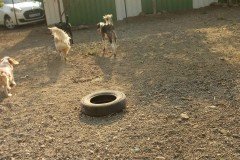 crazypaws-gallery09