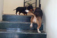 crazypaws-gallery23