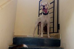crazypaws-gallery24