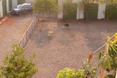 crazypaws-gallery25