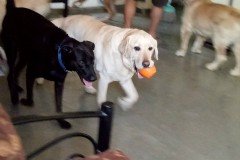crazypaws-gallery26