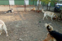 crazypaws-gallery28