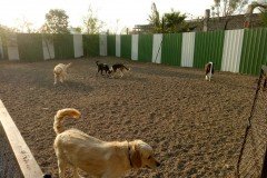 crazypaws-gallery29
