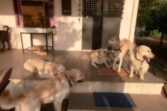 crazypaws-gallery30