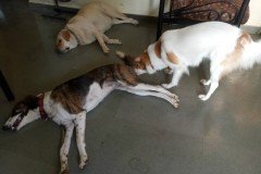crazypaws-gallery31